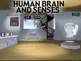 human brain and senses